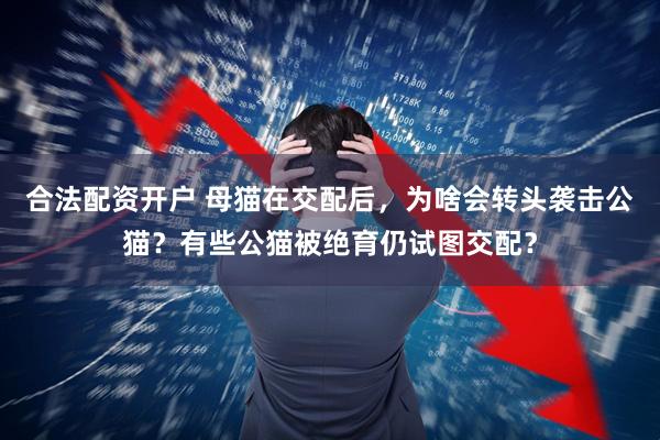 合法配资开户 母猫在交配后,为啥会转头袭击公猫?有些公猫被绝育仍试图交配?